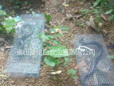 禪城文華公園捕蛇、抓蛇